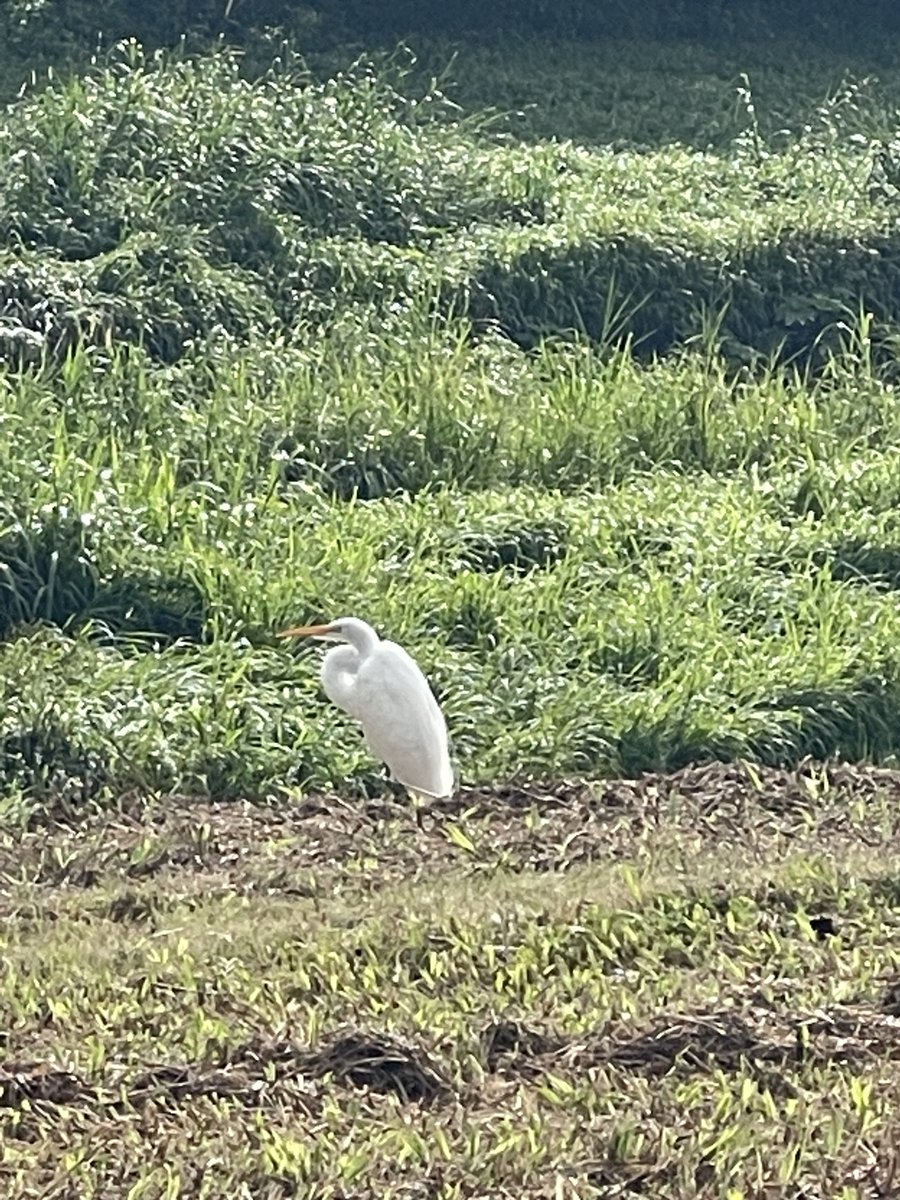 4 miles 🏃‍♀️and my lovely 🥰 egret of the day #egrets #nature #walking #funnyday