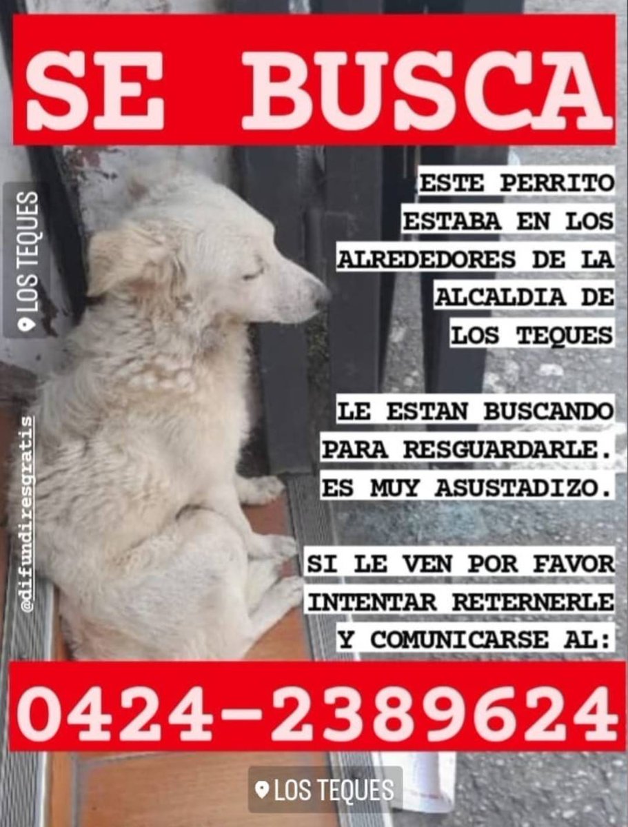 PerroUsuario's tweet photo. #SeBusca  para resguardarlo,  Los Teques https://t.co/UtpRNJyeDZ