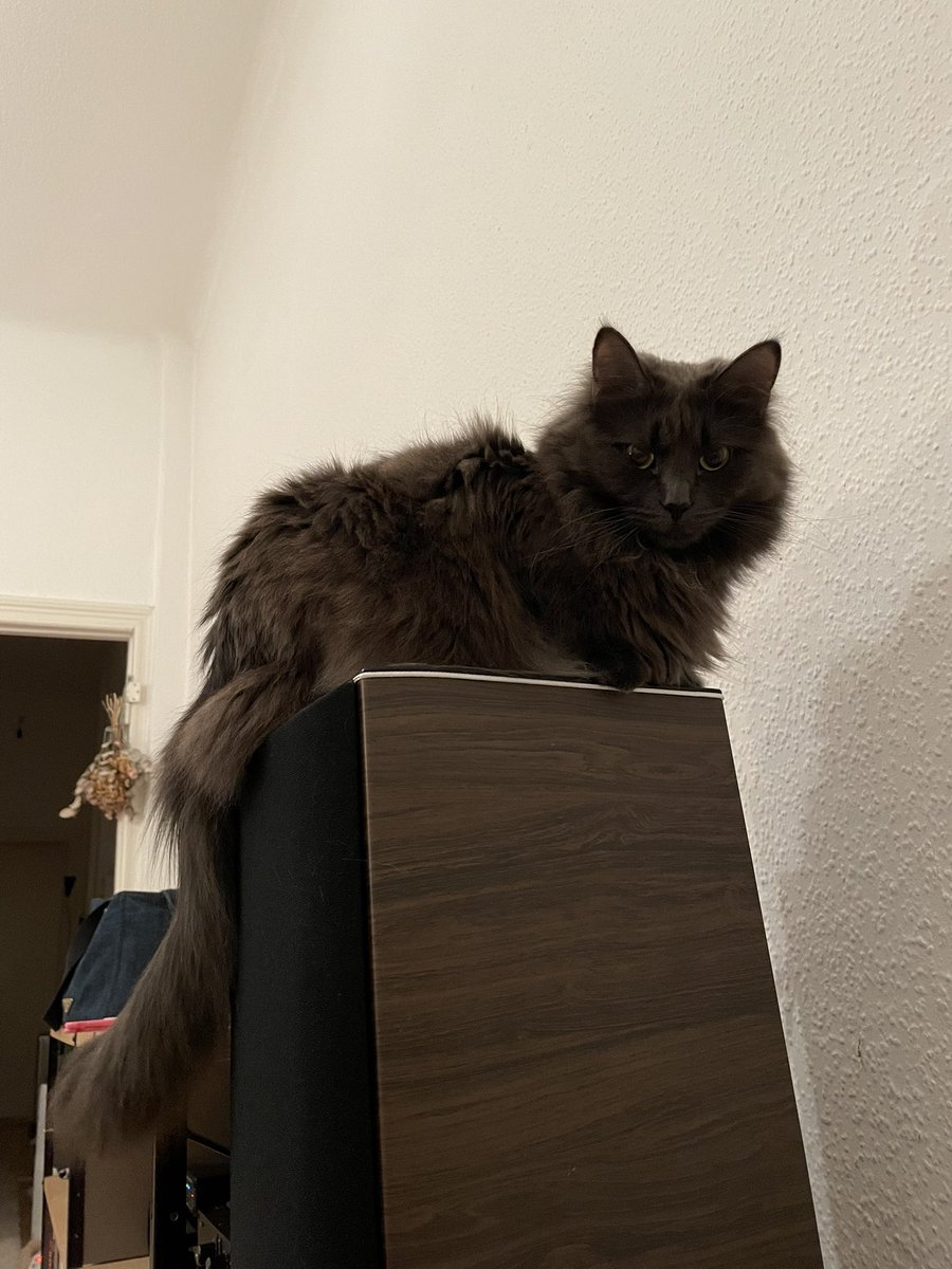 ANB_STUDIO's tweet photo. ご飯前の圧力🐺
#猫 #猫がいる生活 #ねこ #ねこようかい #CatsOfTwitter #メインクーン https://t.co/pKqikgNOBT