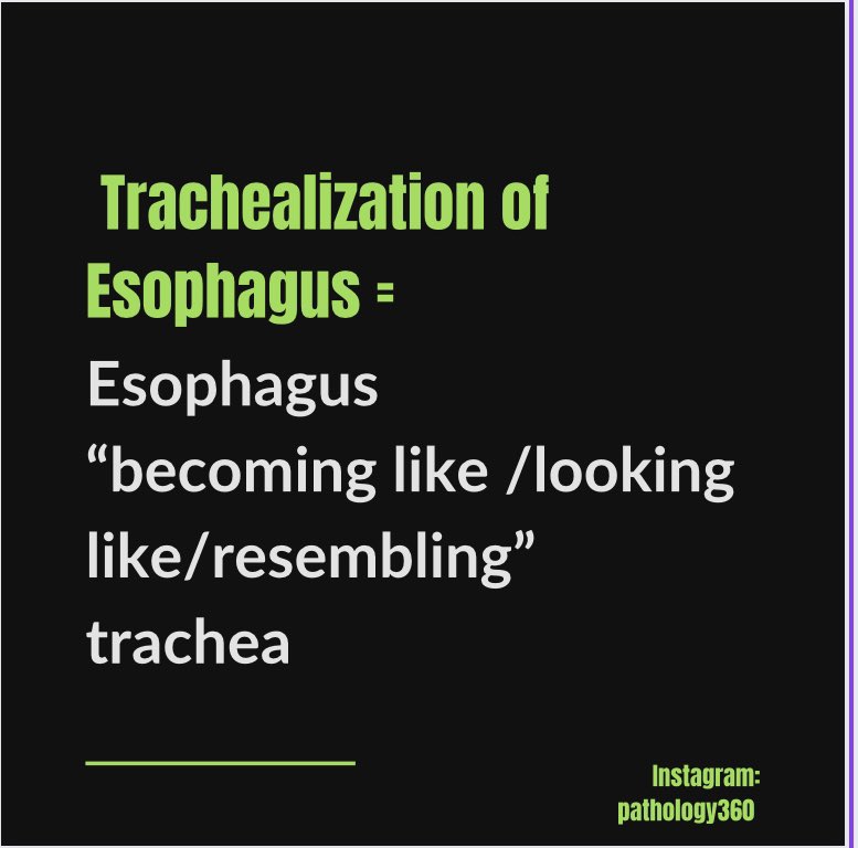 IG_pathology360's tweet photo. Trachealization of Esophagus; What does the term mean ? Explained here. It’s typically described in Eosinophilic Esophagitis. #MedEd #medstudents #pathology360 https://t.co/SjBzYqUk6e