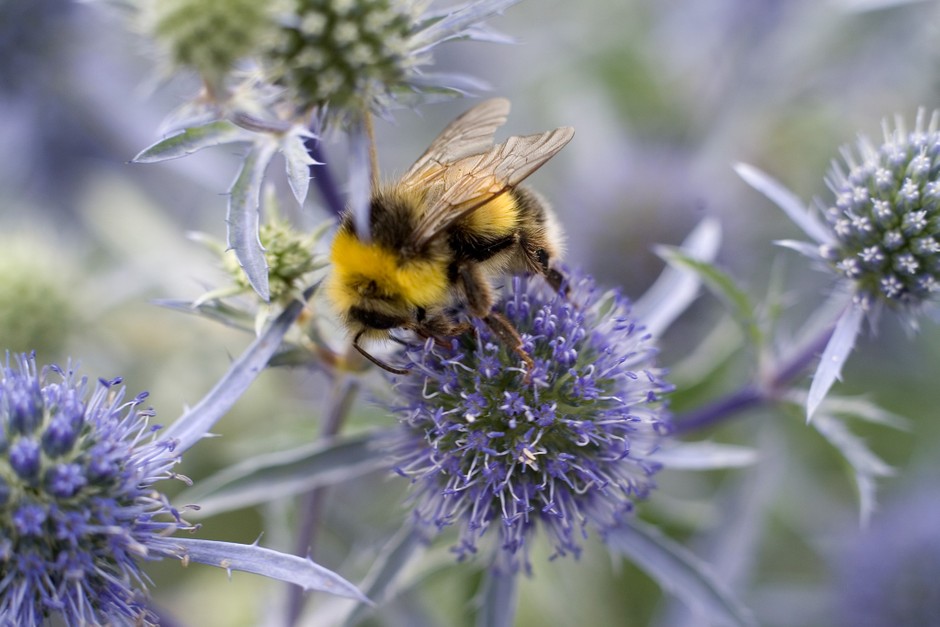 FinchleyPollin's tweet photo. Do you know how to grow flowers &amp; based in #Finchley? We received funding from #Waitrose and would like to purchase #pollinator-friendly plant plugs from local residents, groups, allotments to plant in local public spaces. Please get in touch: sustainable.finchley@gmail.com https://t.co/mwgw1NRag8