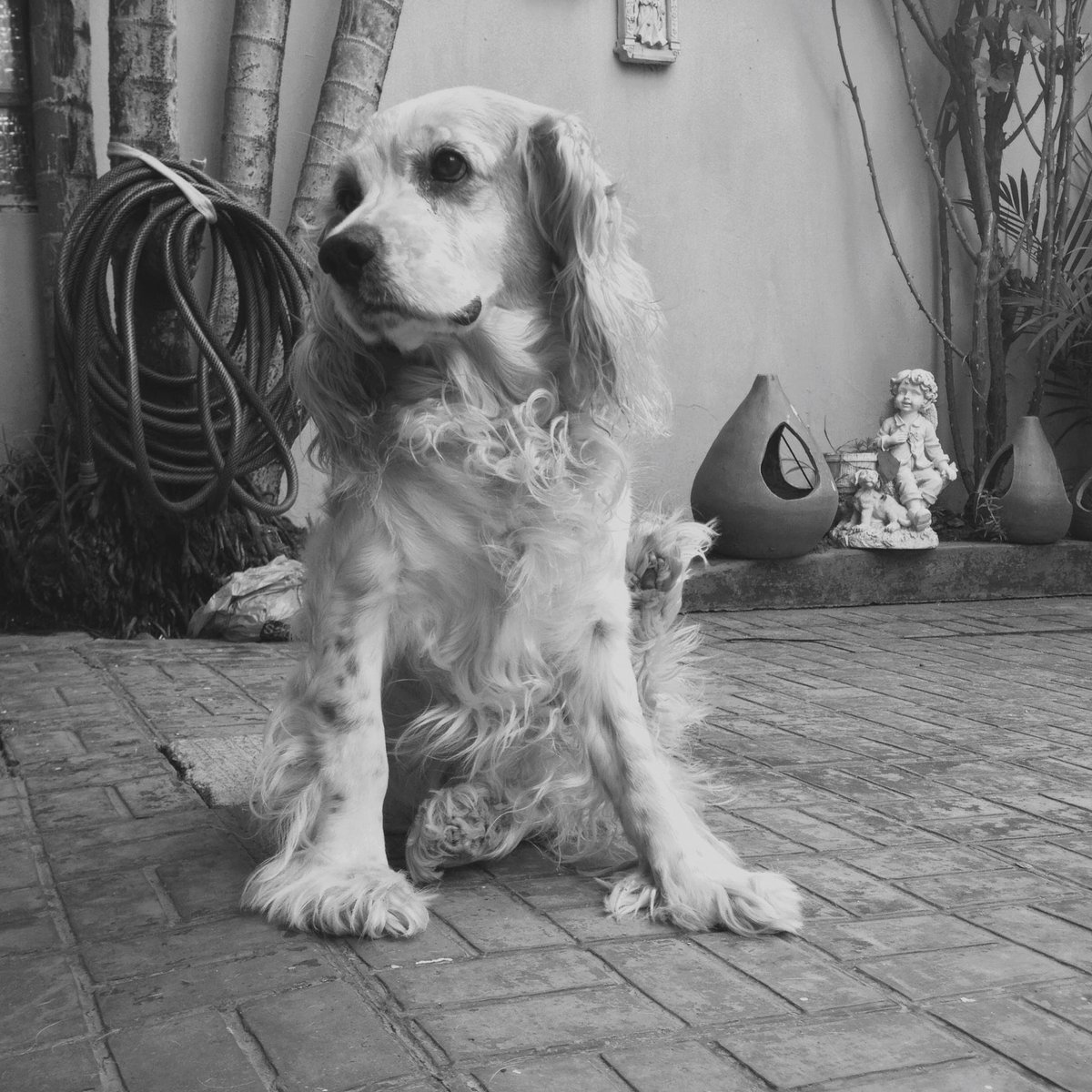 Les dejo esta foto de mi amadísimo Zhivago para recordarlo y celebrarlo en el que sería su cumpleaños diecisiete. 🤍 Toda mi gratitud y amor eterno para este señor peludo.