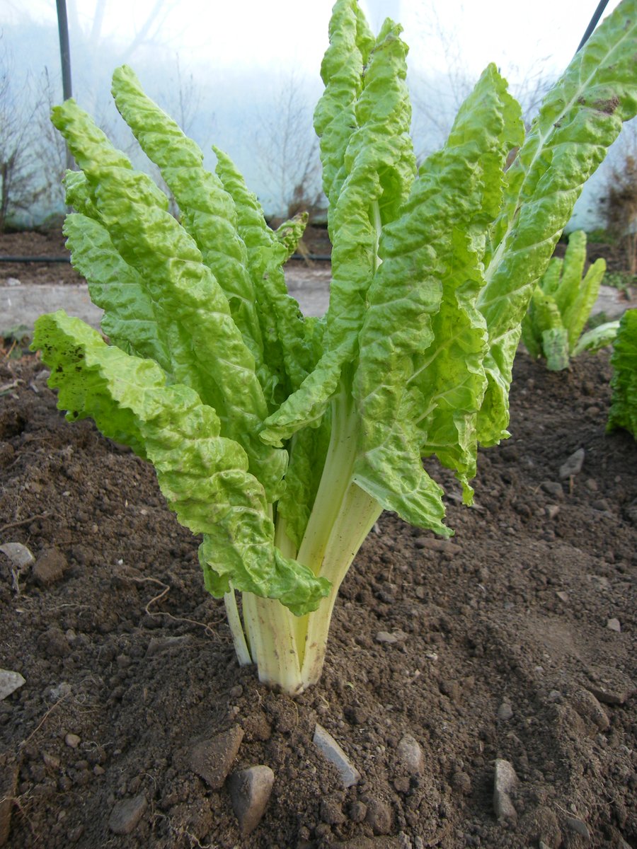 IrishSeedSavers's tweet photo. L is for Luccullus, an Italian heritage variety of chard named after the Roman General ‘Lucius Luccullus’, renowned for his splendid banquets &amp; vast gardens some 2000 years ago. Find it in our 2023 Seed Catalogue https://t.co/4FkEoaydgx

#openpollinated #heritageseed #seed https://t.co/X67eLo4i5p