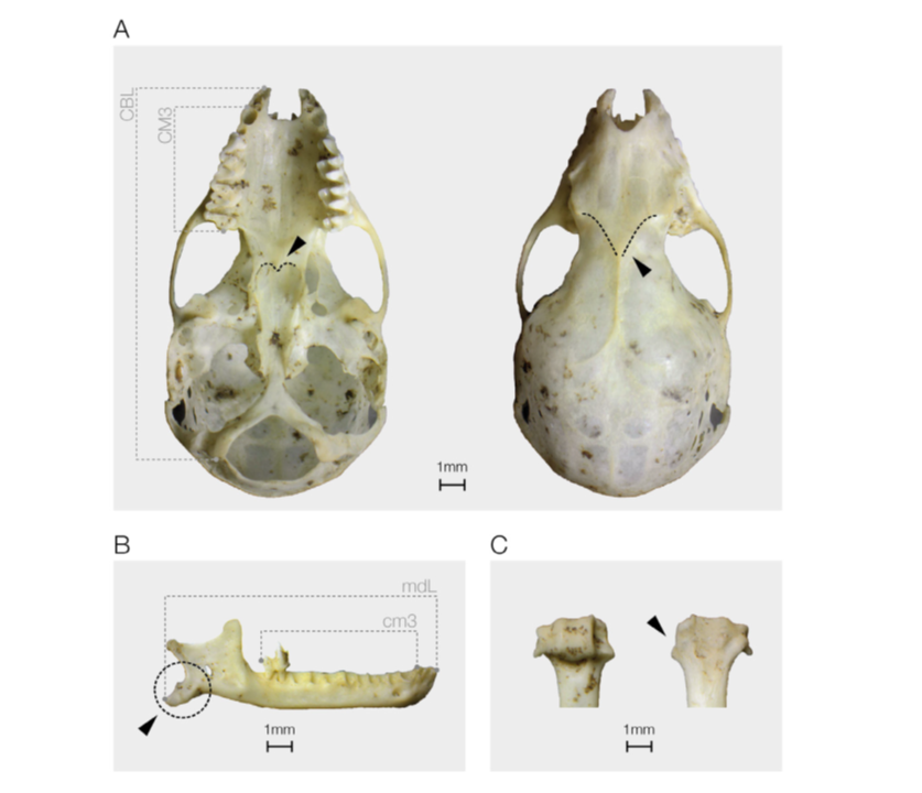 BarbastellaJ's tweet photo. After #radiocarbon #dating an ice-preserved #Plecotus #macrobullaris🧊🦇, indicating that it probably died between 1760-1800 AD, #Galán et al. show evidence of the oldest record of this🦇in the Pyrenees and probably worldwide.
More here 🔍➡️ https://t.co/HHEIMXF2Dk https://t.co/q7Q618I6qm