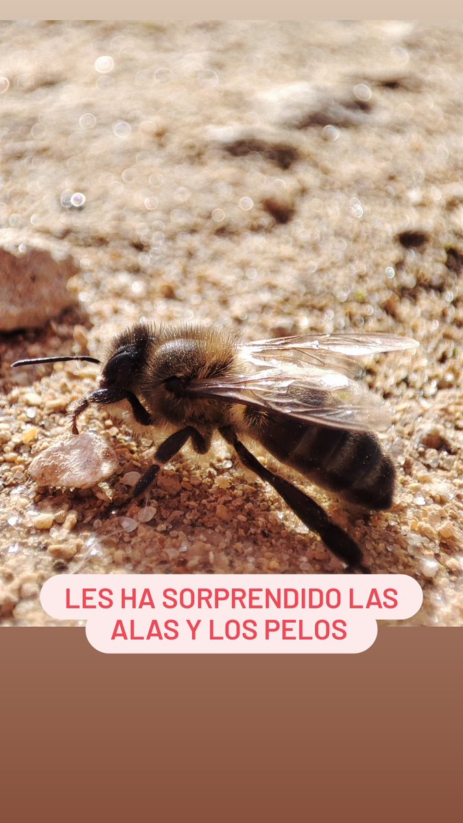 Hoy hemos trabajado con nuestros alumnos los seres vivos que nos rodean, les ha impresionado ver una abeja fotografiada con un macro.
Les ha permitido ver como son de cerca.