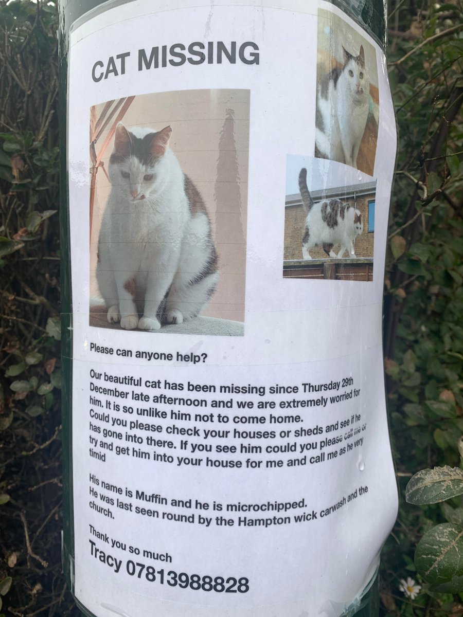 Missing cat (#HamptonWick / #Teddington area) Hoping they find Muffin #missingcat