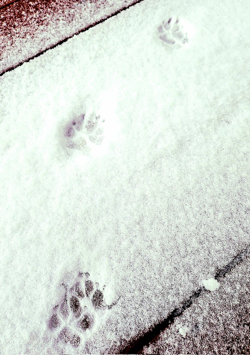 Finally got a little snow.  #miniaturedachsund #doxie #ilovesnow