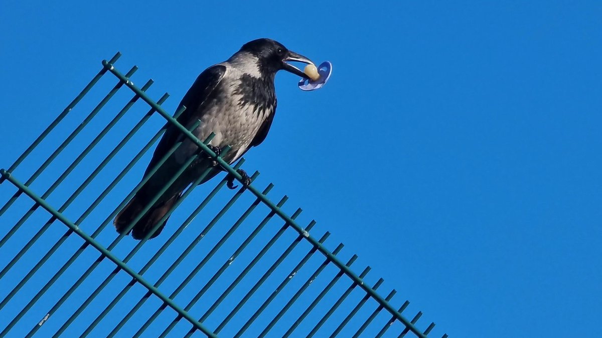 Adalberto tweet media