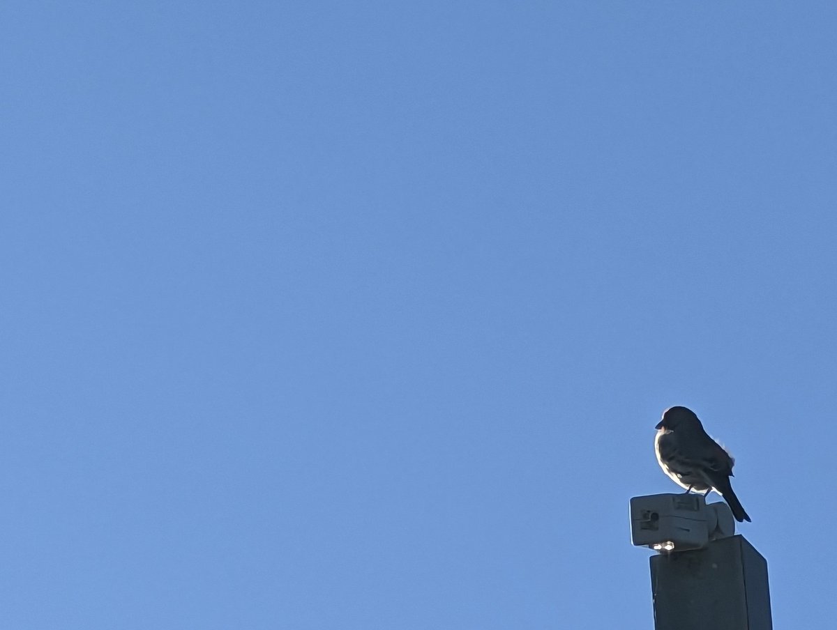 helpfulannalisa's tweet photo. A little bird told me.... It's a good morning y'all https://t.co/2bpFypxO3a