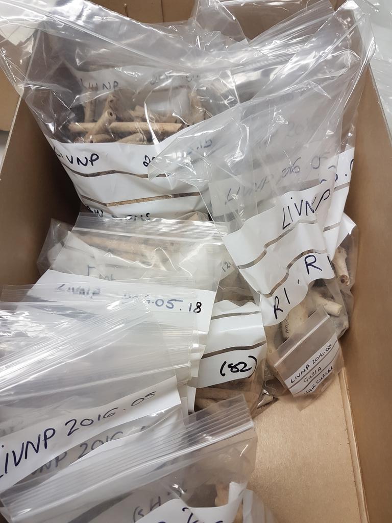 pipearchive's tweet image. Last week's pipes from #Norfolk bagged and labelled. Now on to the associated pottery - we're not just about #claypipes