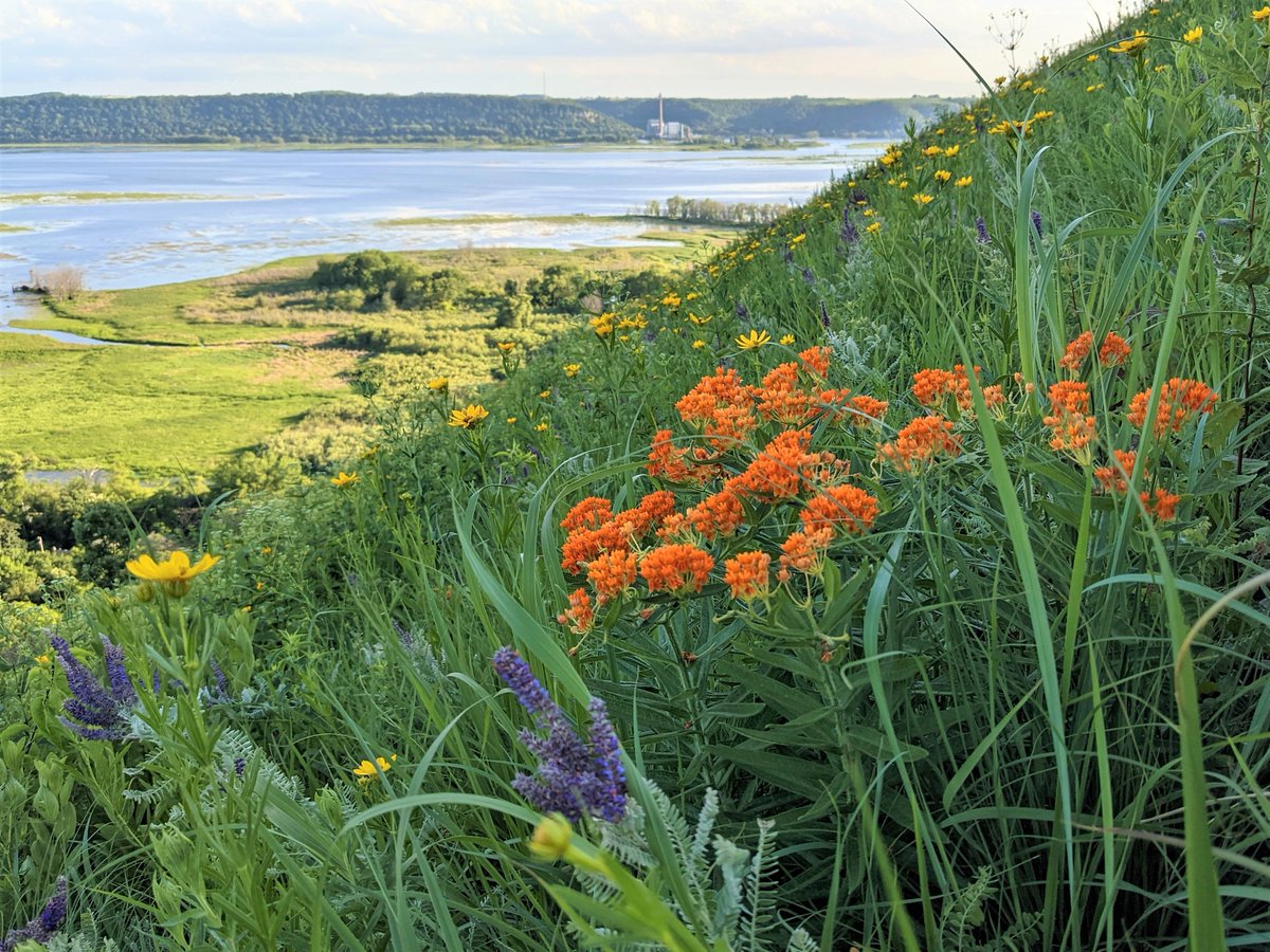 It's been quite a year- I got the NSF GRFP, got married, and moved to a new state! 
So excited to expand the scope of my research to water, herbivores, and plant community dynamics across the tall grass prairie region