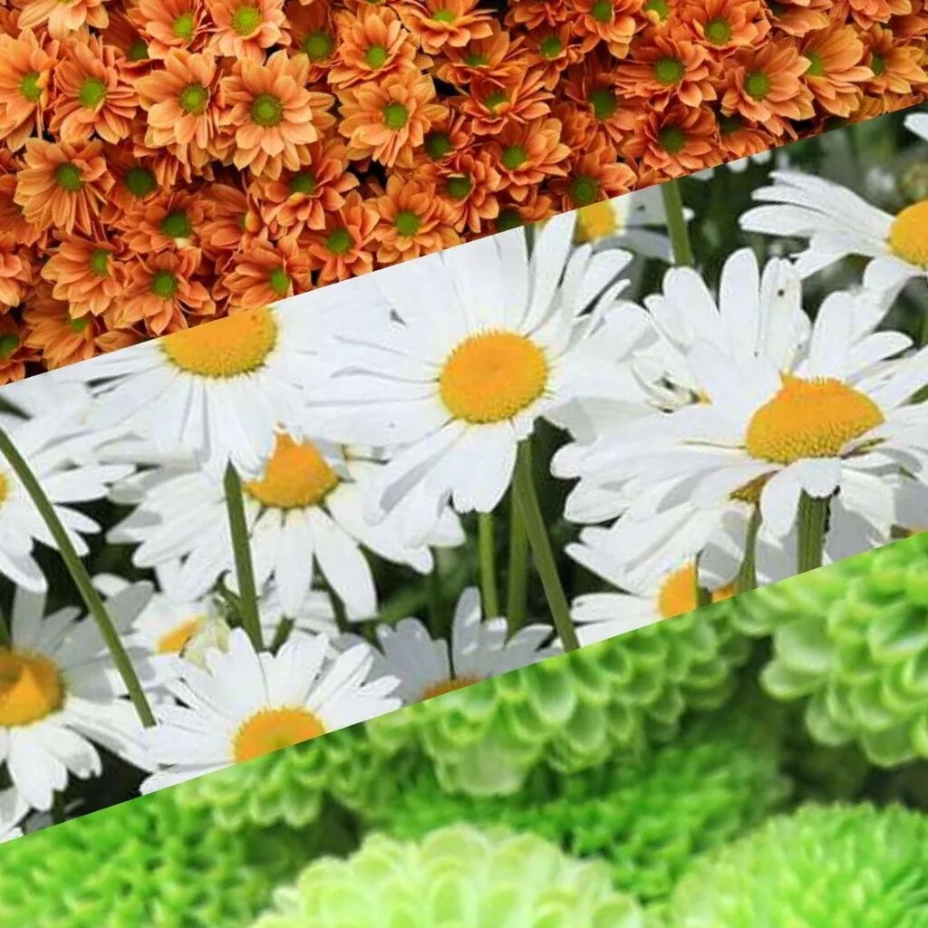 plant_ship's tweet photo. Happy republic day

#republic day
#independenceday 
#26january 
#flowers
#plantship
#plantshipjaipur 
#aajadi https://t.co/911zdShYzx