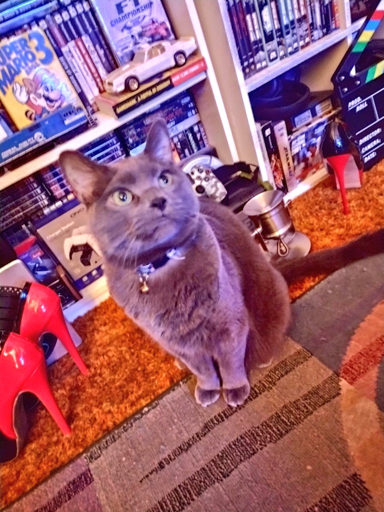 boss120gb's tweet photo. #CatStar #CatsOfTwitter #catsofinstagram #kittens #Caturday π€π #GameCat #Catrick not PATRICKπ«£π€ https://t.co/AYRRqdKof4