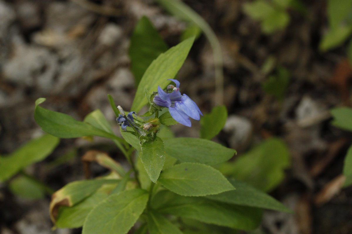 sometimesimdan's tweet photo. Lobelia🤑 https://t.co/xhIgyvhiPY