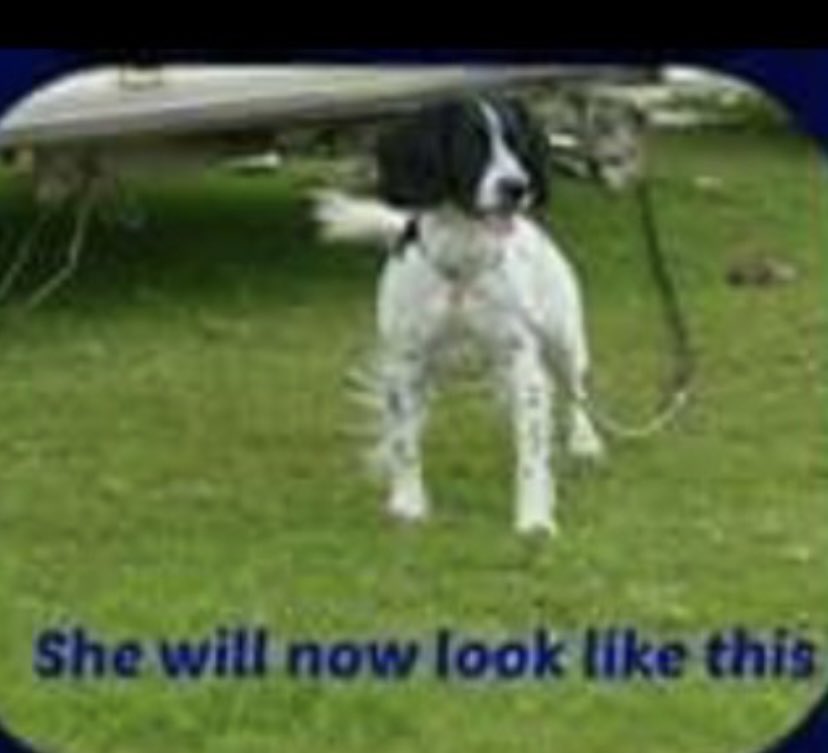 #SpanielHour 

PUP #Stolen 16/11/13 
NEVER FORGOTTEN #findourPup 
#Pontsmill #StBlazey #CORNWALL 

CHIPPED never scanned #scanme #checkmychip 

I DONT BELIEVE PUPS NEVER BEEN TO A VETS IN NEARLY 10YR 
She will now be an older adult 
HAVE U SEEN HER? 

doglost.co.uk/dog-blog.php?d…