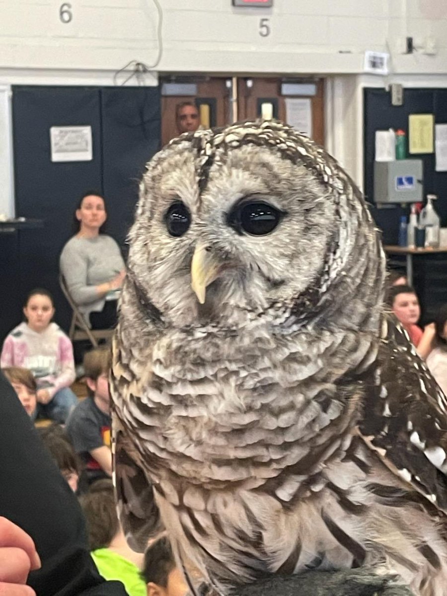 PWintermediate's tweet photo. What an exciting assembly here today at Pinewood! Trish Marki with Wildlife Institute of Eastern NY brought birds of prey for the students to see and learn about! @MohonCSD https://t.co/LVQVPcrzz3
