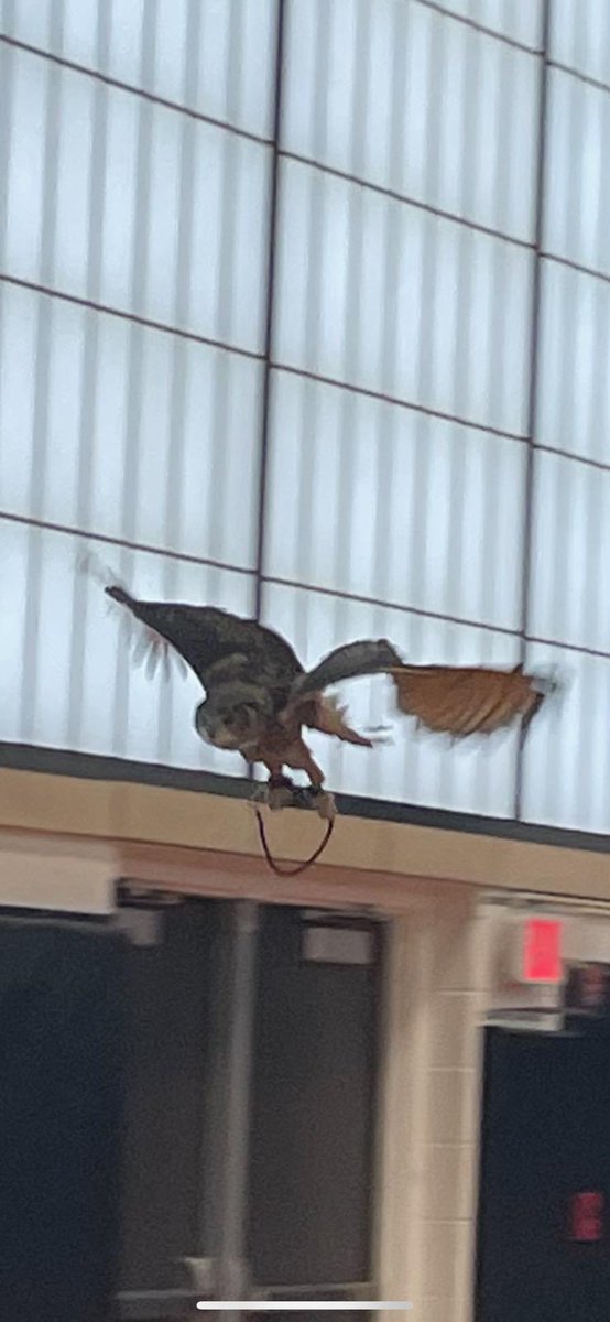 What an exciting assembly here today at Pinewood! Trish Marki with Wildlife Institute of Eastern NY brought birds of prey for the students to see and learn about! <a href="/MohonCSD/">MohonCSD</a>