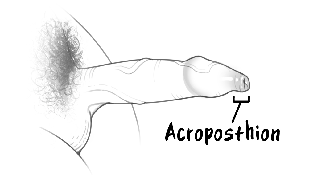 Some dicks have foreskins so long that they cover the entire penis and hang from the tip, even when erect!

This overhang (known as the acroposthion) is highly innervated with erogenous tissue, and functions as the primary zone for sexual stimulation on the intact penis.