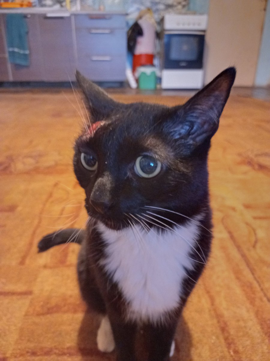 meowmalina's tweet photo. Твиттер, котику нужна помощь!

У моей бабушки живёт кот, ему около 10 лет и некоторое время назад у него над бровью появилось новообразование. Я не знала, насколько всё плохо до недавнего времени. В клинике, в которой мы были, посоветовали оперировать, т.к. у нас в городе → https://t.co/kdAfs9KzX6