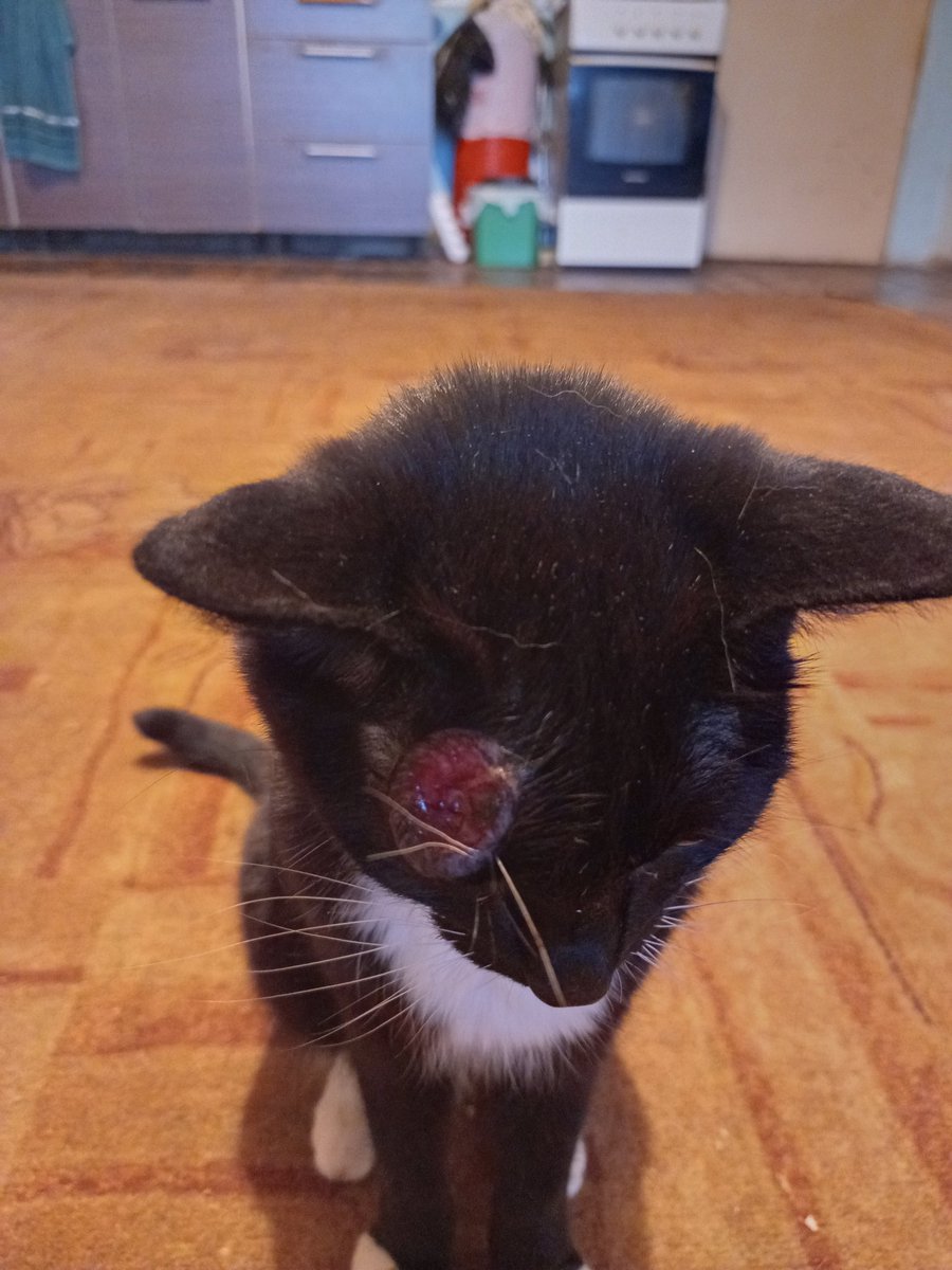 meowmalina's tweet photo. Твиттер, котику нужна помощь!

У моей бабушки живёт кот, ему около 10 лет и некоторое время назад у него над бровью появилось новообразование. Я не знала, насколько всё плохо до недавнего времени. В клинике, в которой мы были, посоветовали оперировать, т.к. у нас в городе → https://t.co/kdAfs9KzX6