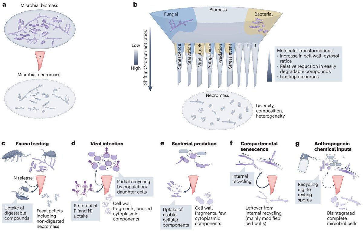 Perspective: Formation and fate of necromass-derived soil organic carbon is determined by microbial death pathways

@t_camenzind @KyleMoJo @indimansour @mrillig @JLehmannCornell

nature.com/articles/s4156…