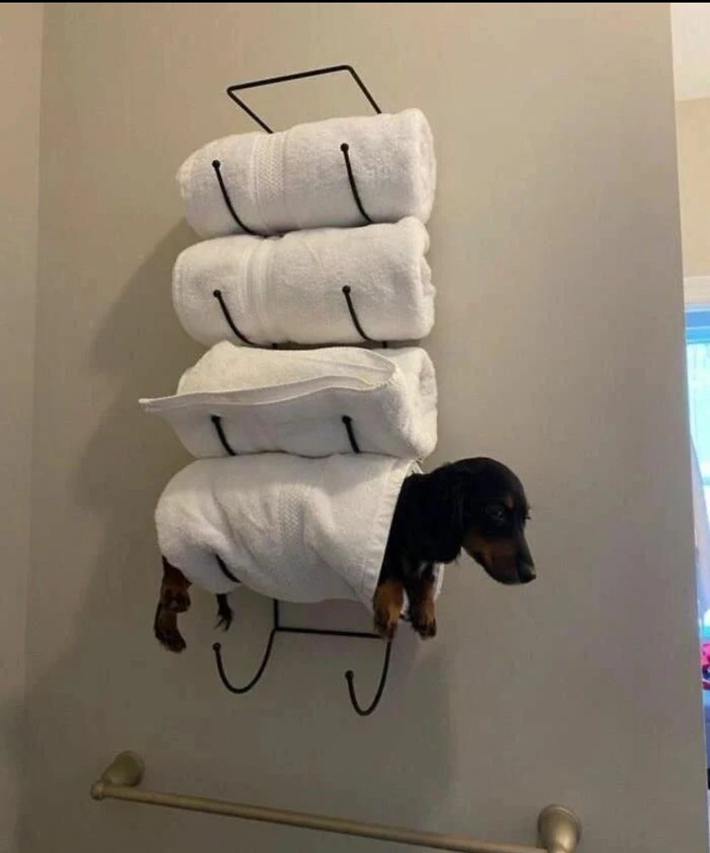 KenoshaPlumbing's tweet image. The most efficient way to dry your weenie~

#plumbermemes #plumberhumor #plumbers #plumbingtips #plumbinglife #bathroomcare #Towel #weeniedog #ecofriendly  #toilethumor