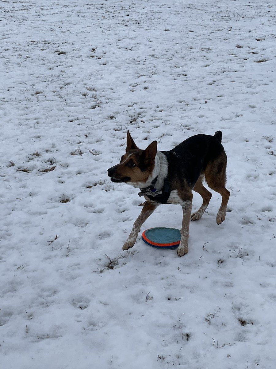 MaryTutor57's tweet photo. @AnnSBarry1 Iz like #ThrowItThursday 💙🐺🚀🎾 https://t.co/2p2I249oWn