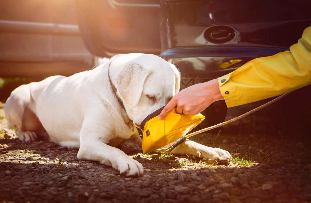 Fancypetsperu's tweet photo. Tu Perro y el Calor del Verano
https://t.co/XAZi2lXMe5
#perros https://t.co/381iZ8rnne
