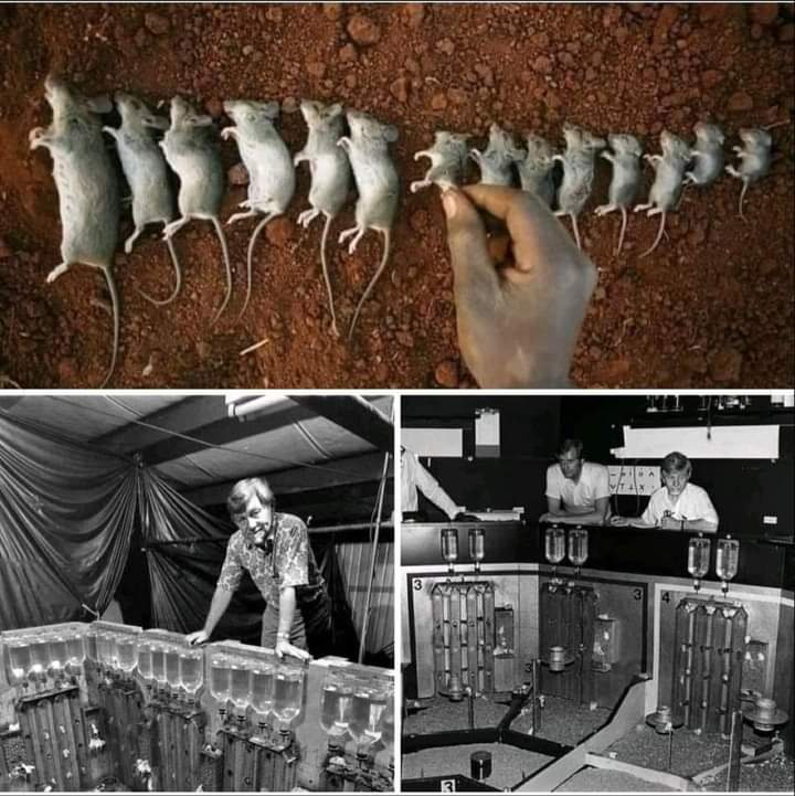 "The "Universe 25" experiment is one of the most terrifying experiments in the history of science, which, through the behavior of a colony of mice, is an attempt by scientists to explain human societies.

The idea of ​​"Universe 25" Came from the American scientist John Calhoun,