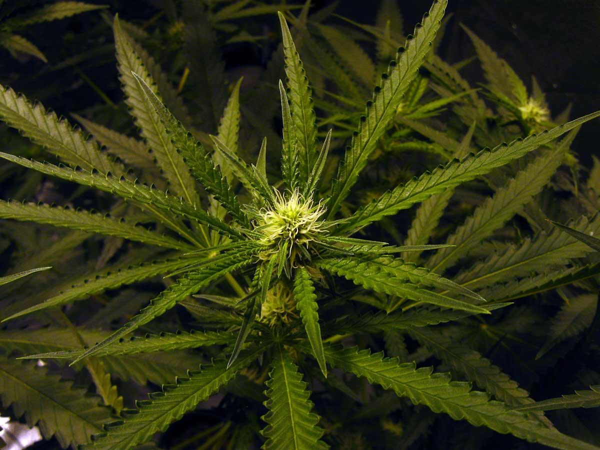 tomangell's tweet photo. At least 12 states plus D.C. are already considering bills to legalize adult-use cannabis in 2023 sessions—with more expected soon.

Get access to our Bill Tracker when you make a pledge to support Marijuana Moment's journalism—so you don't miss anything.

https://t.co/YRMh1IdX31 https://t.co/thBvUgmLNo