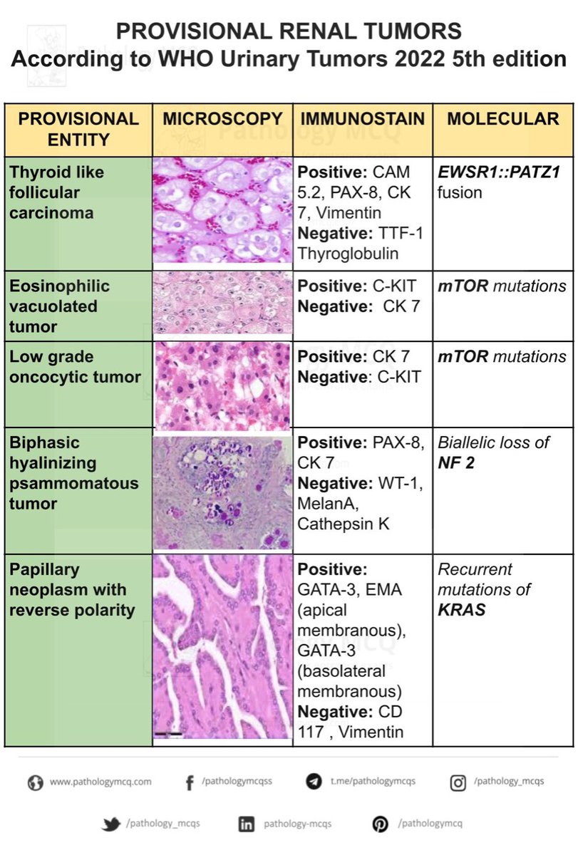 Summary of provisional renal tumors from 5th edition of urinary tumors #pathtwitter #renaltumors #pathology #renalpath #latestupdate #pathupdate #pathologymcq #pathsummary