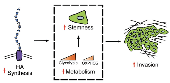 Interested in tumor invasion, hyaluronic acid, and cancer stem cells? You may be excited about the paper that @adshimpi1 and @MattLTan just published in Advanced Healthcare Materials. @CornellBME @FischbachLab #Wiley bit.ly/3iKWOLb