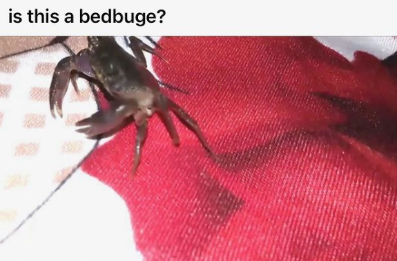 Walrus (@anaveragewalrus) on Twitter photo 