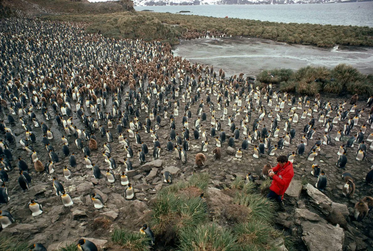¡¡F O T O S  F A S C I N A N T E S!!

Un fotógrafo se arrodilla entre una colonia de 10.000 pingüinos rey en la isla de Georgia del Sur. Si miras detenidamente, podrás ver que cada pingüino incuba un huevo entre sus patas.
FOTO: DE DES Y JEN BARTLETT