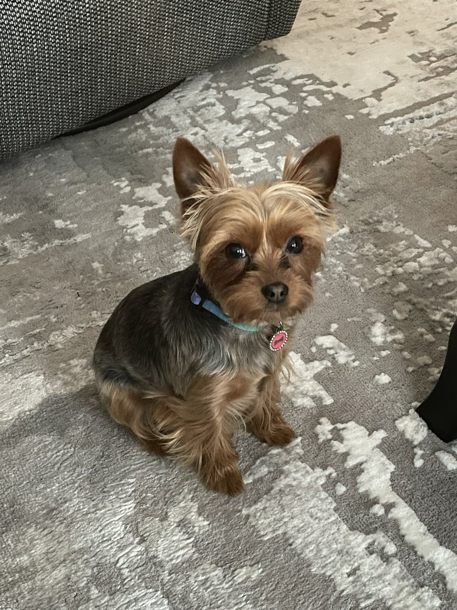 Lille1947's tweet image. I’ll sit, and I’ll look at you but I’m not going to look happy about getting my picture taken!
#dogsoftwitter #yorkie #nothappy #pictures