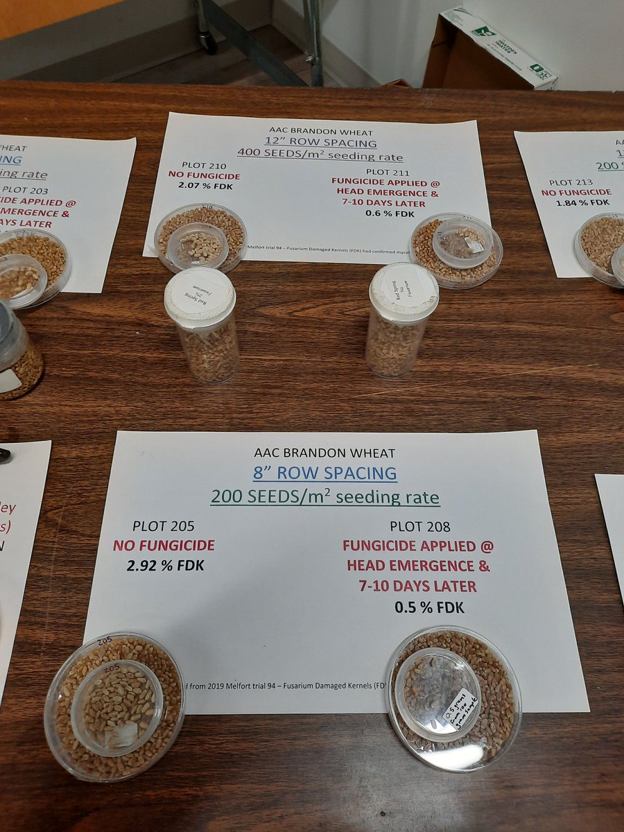 FungusAmungus3's tweet photo. Brought some fusarium damaged kernel and other wheat disease demos to the Think Wheat meeting in Lumsden, SK today &amp; Kindersley tomorrow. Thanks to Noryne Rauhala and Jackie Busaan, the techs I work with at AAFC Lacombe for helping to organize the demos.

@SaskWheat #ThinkWheat https://t.co/3UdLA1TStD