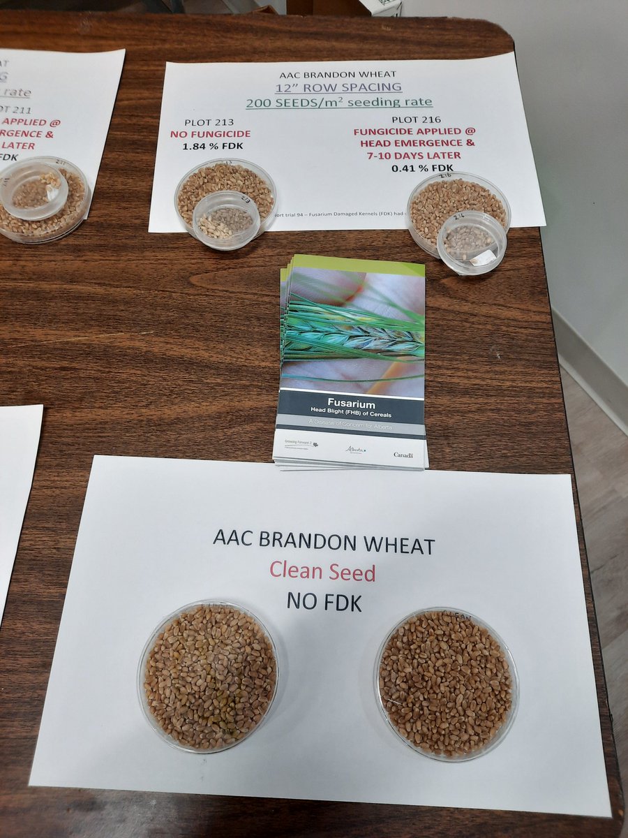 FungusAmungus3's tweet photo. Brought some fusarium damaged kernel and other wheat disease demos to the Think Wheat meeting in Lumsden, SK today &amp; Kindersley tomorrow. Thanks to Noryne Rauhala and Jackie Busaan, the techs I work with at AAFC Lacombe for helping to organize the demos.

@SaskWheat #ThinkWheat https://t.co/3UdLA1TStD