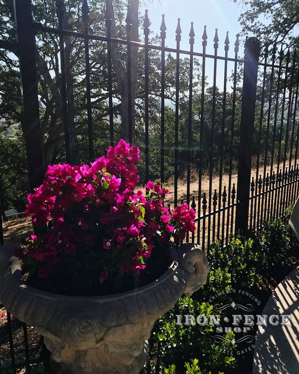 This fencing gives an added pop to the flowers in this garden and with the puppy picket at the bottom, we know our canine friends are safely contained in this yard. 

Contact us today for a quote for your fencing needs. 

#IronFenceShop #ironfencing #backyard #puppypicket