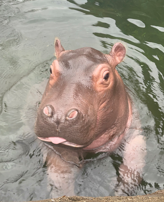 CincinnatiZoo's tweet photo. Fritz's personality is as big as he is! 😜😍 He's 5 months old and over 400 pounds!  https://t.co/LFtZyLRYb1 https://t.co/3wGOZgkR0O