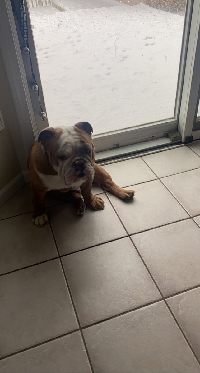 Pouting because mom won’t let me stay out in the snow all day.#DogsOnTwitter #Englishbulldog #snowday