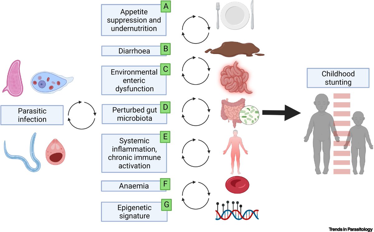 Trends in Parasitology (@trendsparasitol) on Twitter photo Drs <a href="/IsobelGabain/">Isobel Gabain</a> <a href="/DrAnouschka/">Anouschka Ramsteijn</a> & <a href="/JoWebster_Group/">Webster Research Group</a> discuss mechanistic link between #parasite infection and #childhood #stunting. #Nutrition #Anaemia #Microbiota #Epigenetics <a href="/RoyalVetCollege/">Royal Veterinary College (RVC)</a> <a href="/NTDResearch/">LondonNTDResearch</a> <a href="/rowett_abdn/">Rowett Institute</a> <a href="/LondonU/">University of London</a> <a href="/imperialcollege/">Imperial College London</a> <a href="/aberdeenuni/">University of Aberdeen</a>
cell.com/trends/parasit… Drs <a href="/IsobelGabain/">Isobel Gabain</a> <a href="/DrAnouschka/">Anouschka Ramsteijn</a> & <a href="/JoWebster_Group/">Webster Research Group</a> discuss mechanistic link between #parasite infection and #childhood #stunting. #Nutrition #Anaemia #Microbiota #Epigenetics <a href="/RoyalVetCollege/">Royal Veterinary College (RVC)</a> <a href="/NTDResearch/">LondonNTDResearch</a> <a href="/rowett_abdn/">Rowett Institute</a> <a href="/LondonU/">University of London</a> <a href="/imperialcollege/">Imperial College London</a> <a href="/aberdeenuni/">University of Aberdeen</a>
cell.com/trends/parasit…