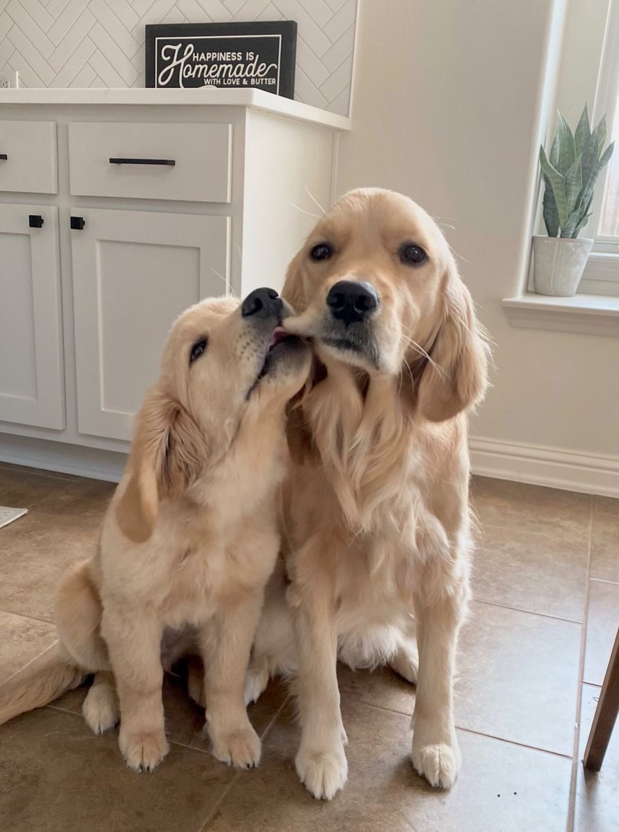 This is Oakley and Olive. Everyone tells Olive that Oakley's her little brother, but she's pretty sure he was adopted. 13/10 for both