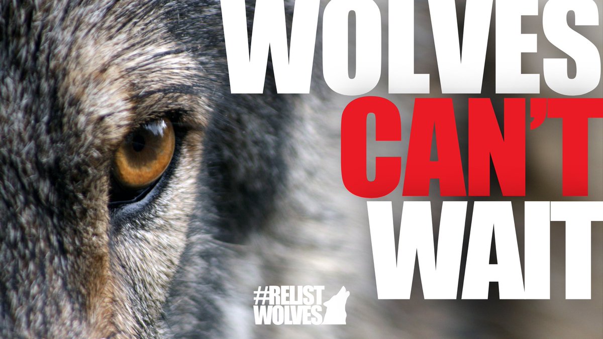 @USFWS Publish the #graywolf status review!@DebHaalandNM RELIST WOLVES!  #wolvescantwait #relistwolves #relistwolvesactionday #savewolves #usfws #debhaaland