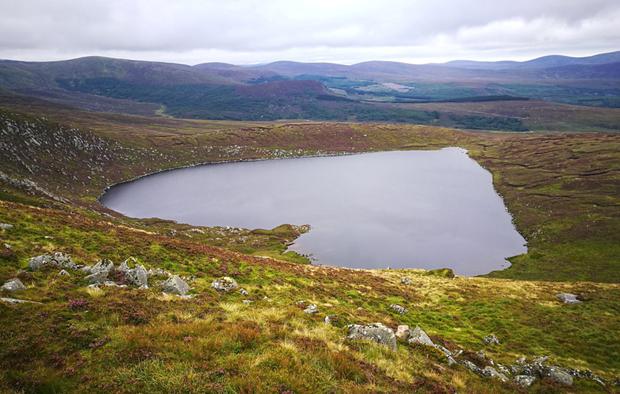 Nicola Brady tweet media