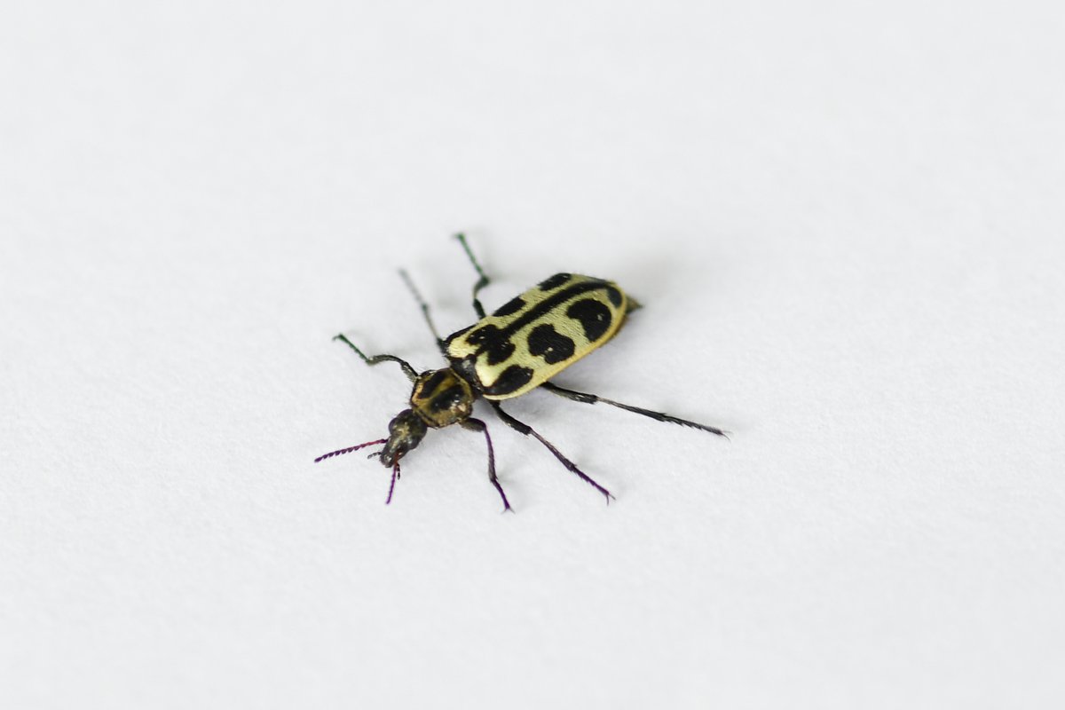 INIA URUGUAY's tweet - ""Siete de Oro". 🪙🪙🪙🪙🪙🪙🪙 Se ha reportado la presencia del escarabajo -familia Melyridae (escarabajos de flores)- recientemente en pasturas y cultivos causando alarma. @INIA_UY ha preparado un informe