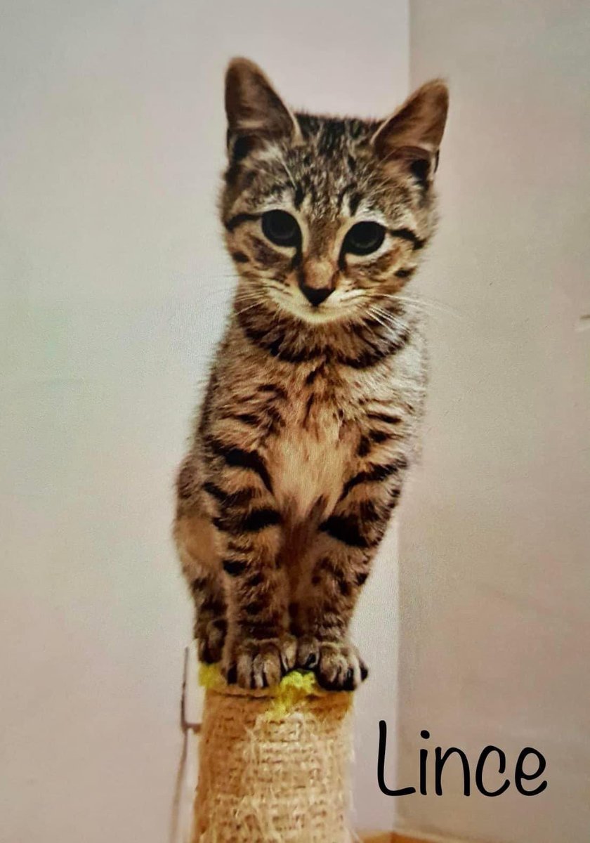 Audrey y Lince adoptados!