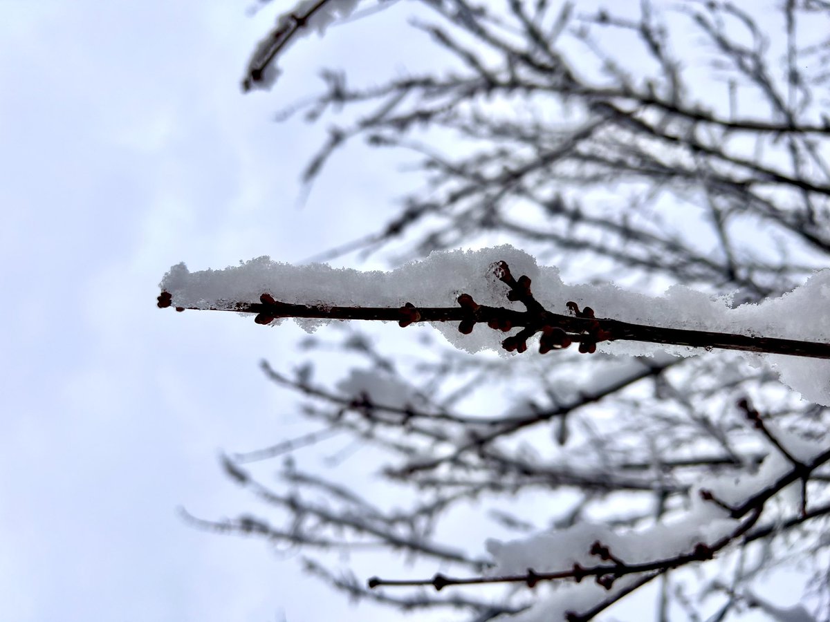 create_mak's tweet photo. SNOW PHOTOGRAPH we finally have a snow day! It’s already to starting to melt, ☹️ still pretty though. #snowday #kansassnow #NatureBeauty #PHOTOS #photooftheday https://t.co/wM7UmZzYaN