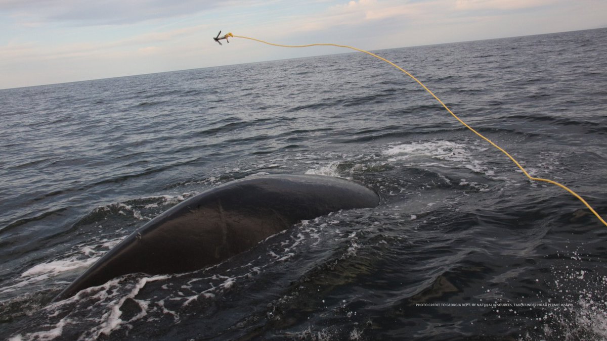 Georgia DNR Wildlife tweet media