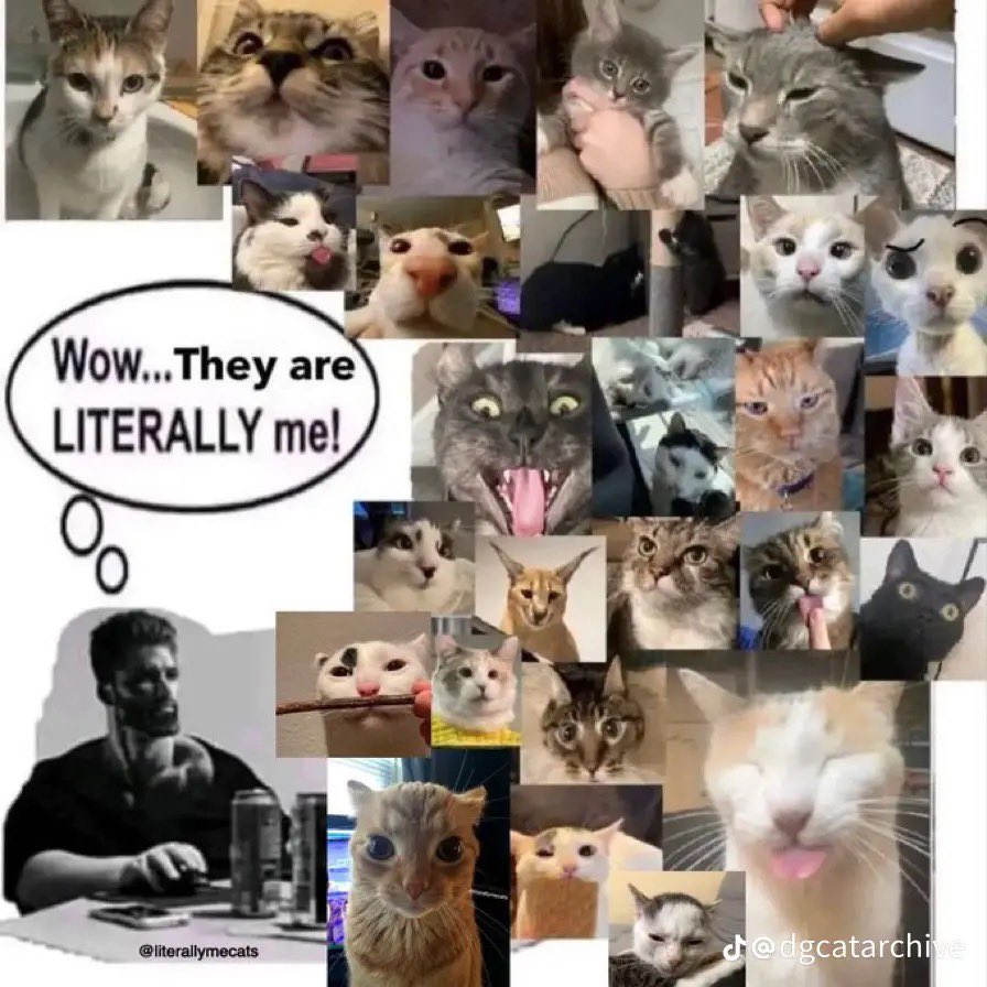 // i posted so much porn yesterday but i make up for it with cats