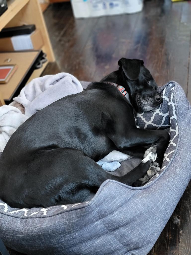 TaraKeir77's tweet photo. My dog, gruntin' and groanin' in her sleep as though she's the one that climbed the ladder to clear the snow off the roof...#itsadogslife #ijustliveinit #adventuresofRigby https://t.co/MgMTsMKXhE